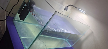 Jubail, Pet Supplies, SAR 540,  Big Aquarium 30 LTR Capacity Along With  Fishes For Sale