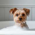 Trusted Mobile Pet Grooming Near Fort Worth, Texas Chewbarka Grooming