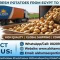 FRESH POTATO