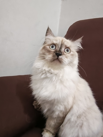 Jeddah, Pet Supplies, SAR 350,  5 Month Persian Cat