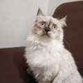 SAR 350,  5 Month Persian Cat