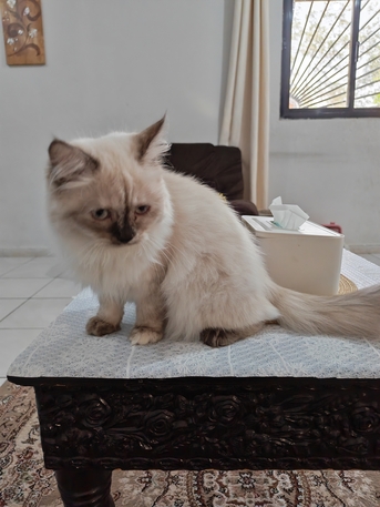 Jeddah, Pet Supplies, SAR 350,  5 Month Persian Cat