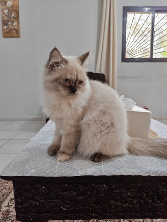 Jeddah, Pet Supplies, SAR 350,  5 Month Persian Cat