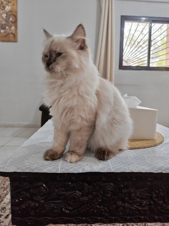 Jeddah, Pet Supplies, SAR 350,  5 Month Persian Cat
