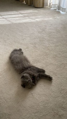 Busaiteen, Pet Supplies, BHD 80,  Scottish Fold