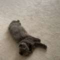 BHD 80,  Scottish Fold