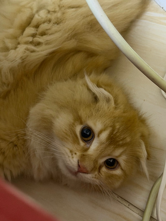 Jeddah, Pet Adoption, 4 - Month Old Leo For Adoption