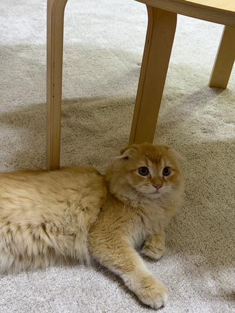 Jeddah, Pet Adoption, 4 - Month Old Leo For Adoption