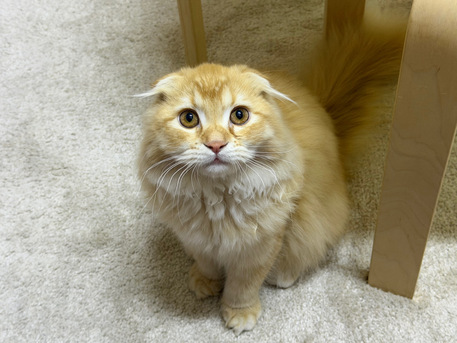 Jeddah, Pet Adoption, 4 - Month Old Leo For Adoption