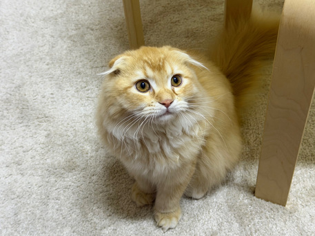 Jeddah, Pet Adoption, 4 - Month Old Leo For Adoption