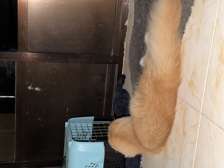 Jeddah, Pet Adoption, 4 - Month Old Leo For Adoption