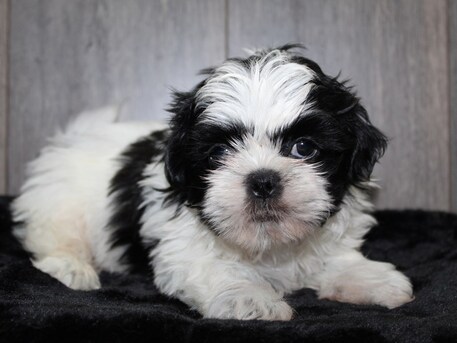 Khobar, Items Wanted, Sweet Dogs Shwitso Age 3 Month كلاب سويتسو للبيع اعمارهم تحت ال ٣ اشه