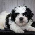 Sweet Dogs Shwitso Age 3 Month كلاب سويتسو للبيع اعمارهم تحت ال ٣ اشه
