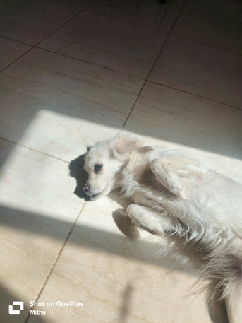 Riyadh, Pet Supplies, SAR 300,  Looking For A Family Wanting A Dog As A Pet