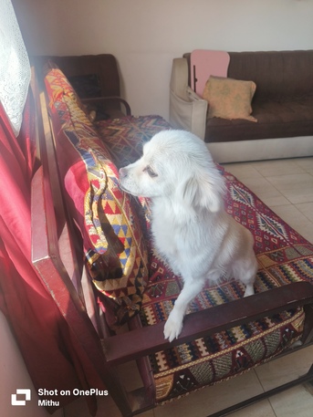 Riyadh, Pet Supplies, SAR 300,  Looking For A Family Wanting A Dog As A Pet