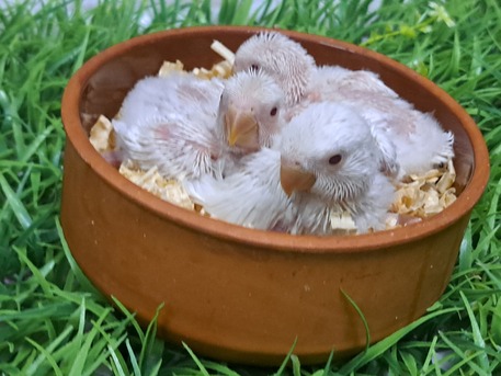 Jeddah, Pet Supplies, Three Red Eye Rose Chicks