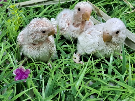 Jeddah, Pet Supplies, Three Red Eye Rose Chicks