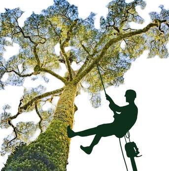 Wellington, Business, DCTrees