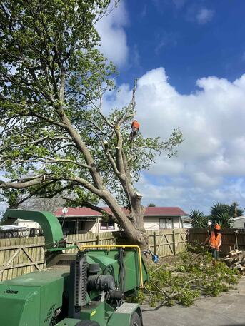 Wellington, Business, DCTrees