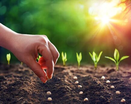 Navi Mumbai, Business, Organic Seeds For Healthy Farming