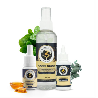 Gurgaon, Pet Sitting, Because Your Best Friend Deserves The Best Care