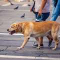 Dog Walking Services In Bhopal