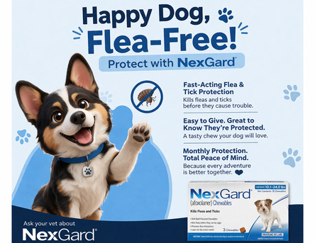 New York, Pet Supplies, USD 36,  Nexgard Chewable For Dogs - Get 20% OFF + Free Shipping