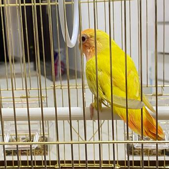 Jubail, Pet Supplies, SAR 350,  Alpino Latino Bird
