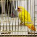 SAR 350,  Alpino Latino Bird