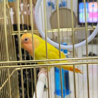 Jubail, Pet Supplies, SAR 350,  Alpino Latino Bird