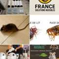 Entreprise Cafard Paris &ndash; ?limination Rapide Des Nuisibles