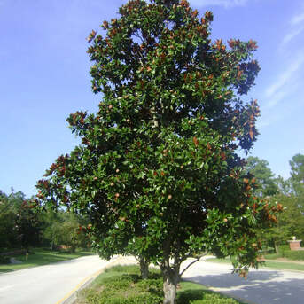 New York, Farm & Garden, USD 99,  DD Blanchard Magnolia Tree For Elegant Outdoor Landscapes