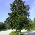 USD 99,  DD Blanchard Magnolia Tree For Elegant Outdoor Landscapes