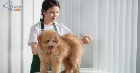 Dubai, Pet Sitting, Mobile Dog Groomers Dubai: Doorstep Grooming At Its Best