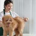 Mobile Dog Groomers Dubai: Doorstep Grooming At Its Best