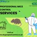 Get Rid Of Rat And Mice Twickenham &ndash; Local Experts At Affordable Prices