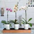 USD 13,  Online Orchid Supplies &ndash; Everything You Need For Healthy Orchids