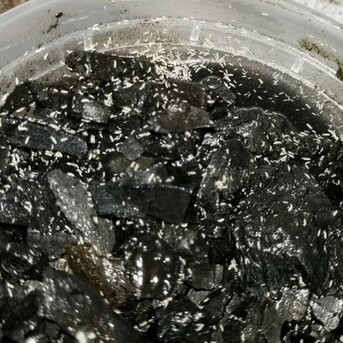Riyadh, Farm & Garden, SAR 100,  Terrarium Springtails For Sale.