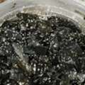 SAR 100,  Terrarium Springtails For Sale.