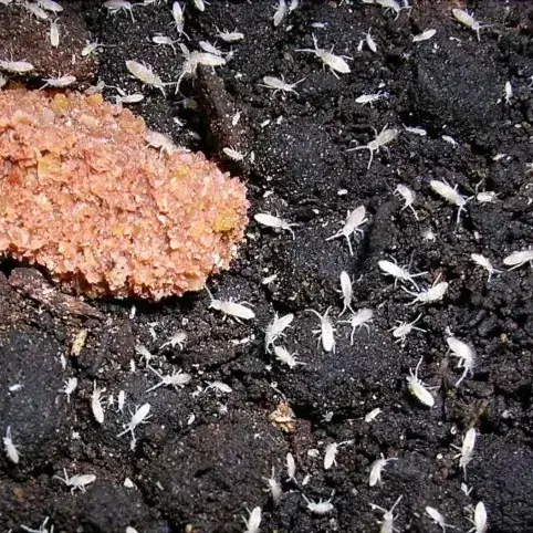 Riyadh, Farm & Garden, SAR 100,  Terrarium Springtails For Sale.