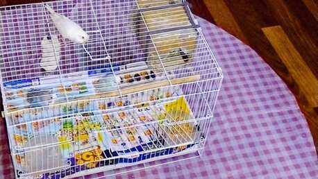 Dammam, Pet Supplies, SAR 150,  Buggies For Sale With Cage