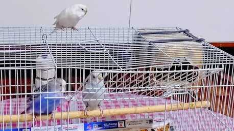 Dammam, Pet Supplies, SAR 150,  Buggies For Sale With Cage