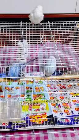 Dammam, Pet Supplies, SAR 150,  Buggies For Sale With Cage