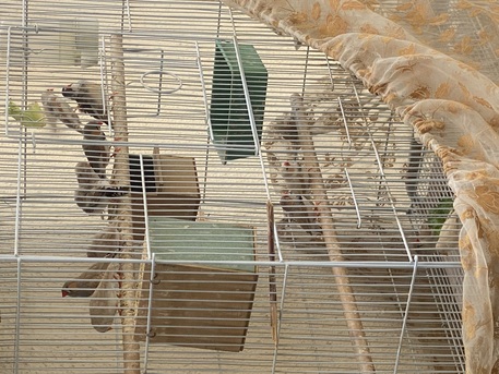 Riyadh, Collectibles, SAR 650,  Zebra Finches, 7 Pairs, With A Large Cage And All Their Supplies