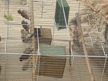 Riyadh, Collectibles, SAR 650,  Zebra Finches, 7 Pairs, With A Large Cage And All Their Supplies