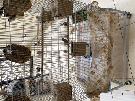 Riyadh, Collectibles, SAR 650,  Zebra Finches, 7 Pairs, With A Large Cage And All Their Supplies