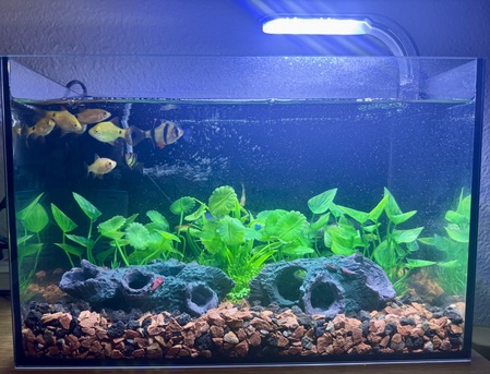 Riyadh, Pet Supplies, SAR 400,  2 Month Old Beautiful Aquarium For Sale - Full Set Up