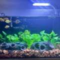 SAR 400,  2 Month Old Beautiful Aquarium For Sale - Full Set Up