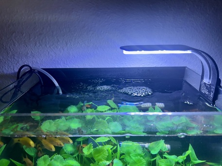 Riyadh, Pet Supplies, SAR 400,  2 Month Old Beautiful Aquarium For Sale - Full Set Up