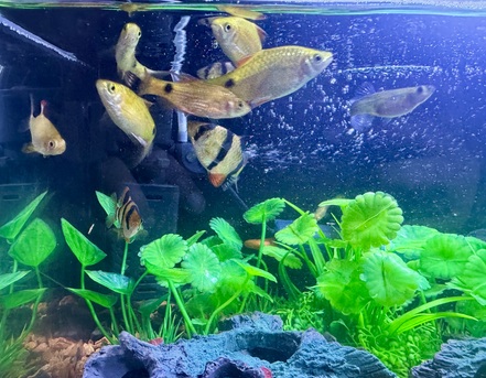 Riyadh, Pet Supplies, SAR 400,  2 Month Old Beautiful Aquarium For Sale - Full Set Up